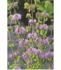 Mentha
