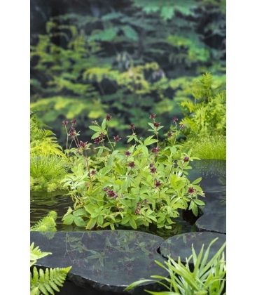 Potentilla