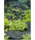 Potentilla