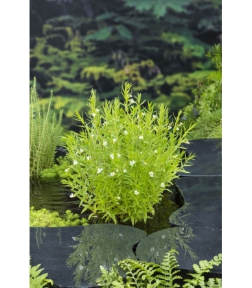 Gratiola