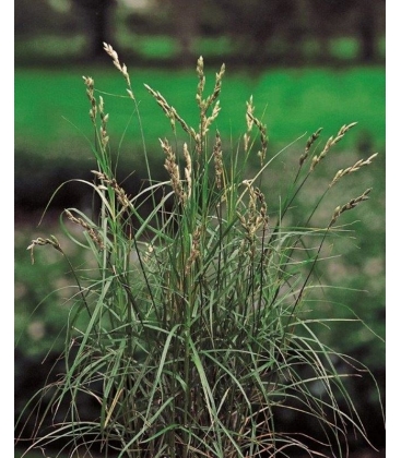 Carex