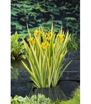 Iris