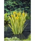 Iris