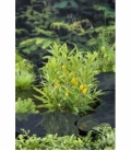 Lysimachia