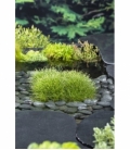 Scirpus