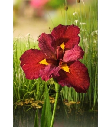 Iris