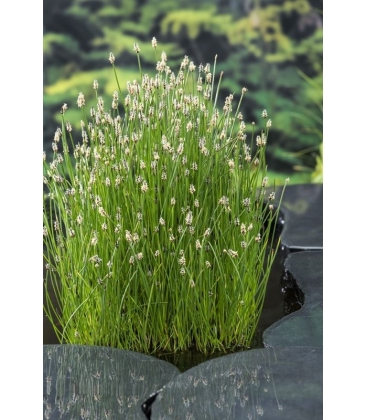 Eleocharis