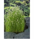 Eleocharis