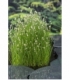 Eleocharis