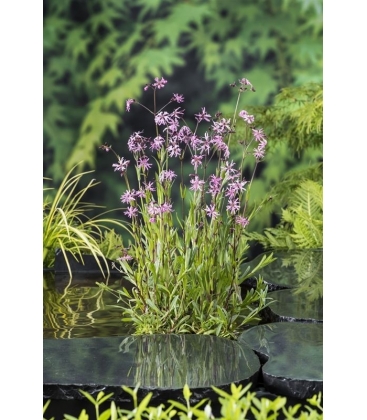 Lychnis