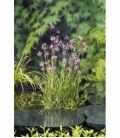 Lychnis