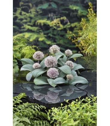 Allium