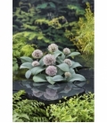 Allium