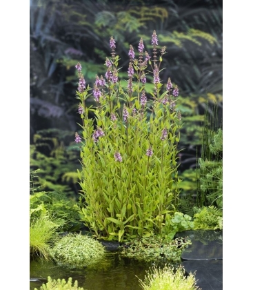 Stachys