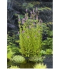 Stachys