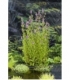 Stachys