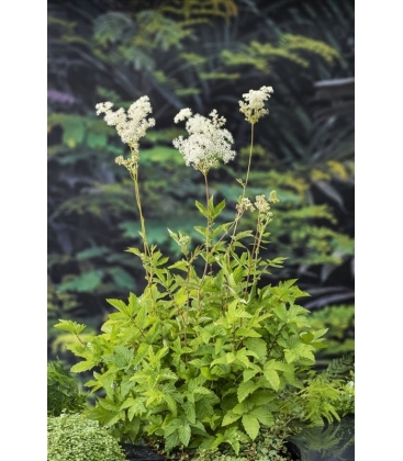 Filipendula