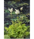 Filipendula