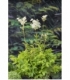Filipendula