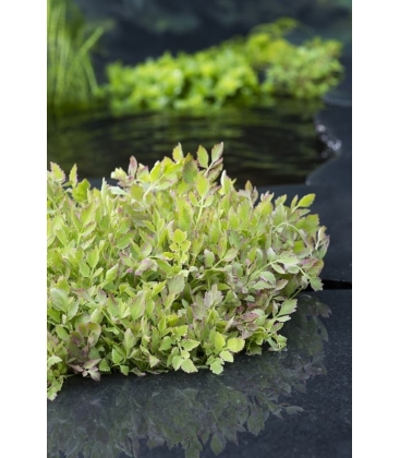 Oenanthe