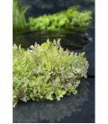 Oenanthe