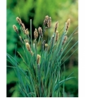 Carex