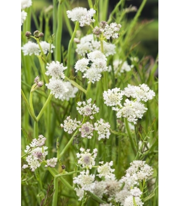 Oenanthe