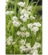 Oenanthe