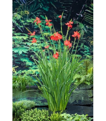 Schizostylis