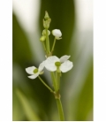 Sagittaria