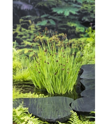 Juncus