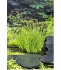 Juncus
