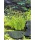 Juncus