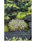Mazus