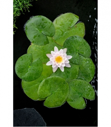 Nymphaea