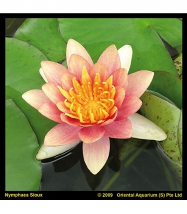Nymphaea