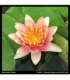 Nymphaea