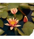 Nymphaea