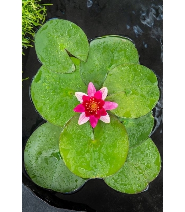 Nymphaea