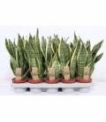 Sansevieria
