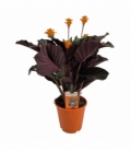 Calathea