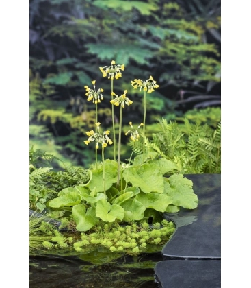 Primula