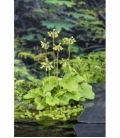 Primula