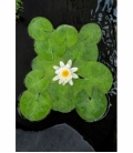 Nymphaea