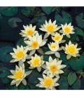 Nymphaea