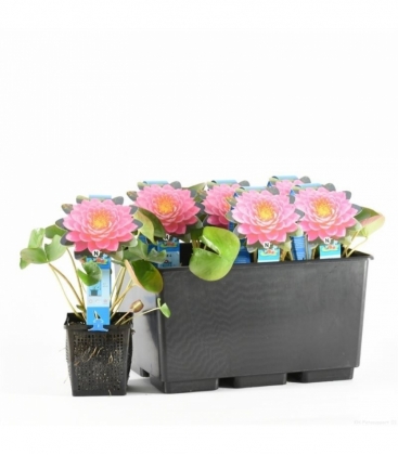 Nymphaea