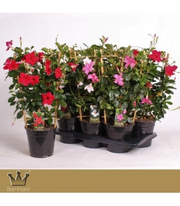 Mandevilla