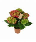 Hydrangea