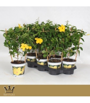 Mandevilla