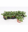 Bacopa